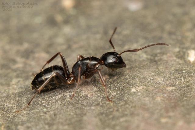 Camponotus fallax - ligeti lóhangya