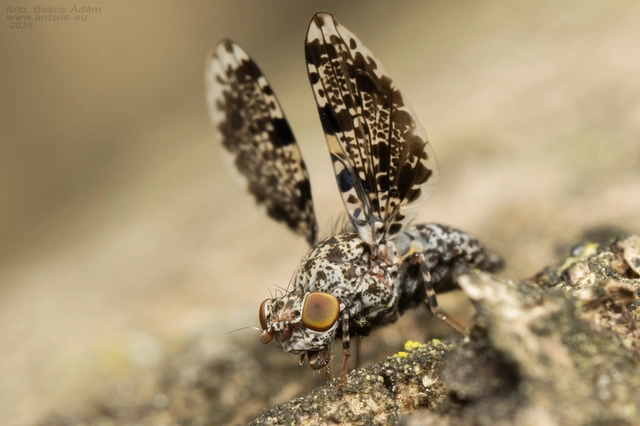Callopistromyia annulipes - pávalégy