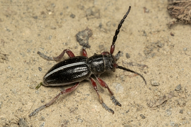 Dorcadion pedestre - kétsávos gyalogcincér