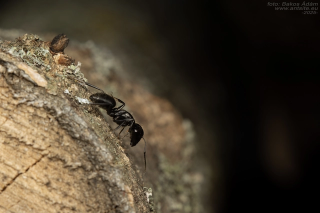 Camponotus vagus - fekete lóhangya