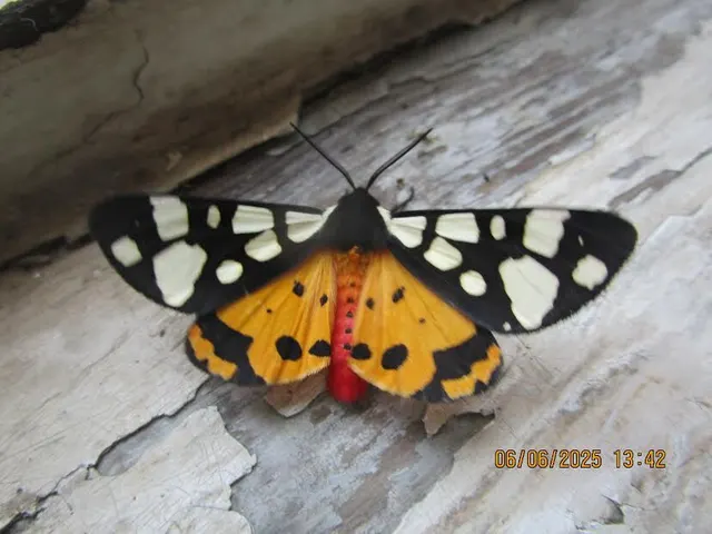 Arctia villica - fekete medvelepke