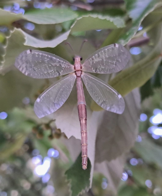 Distoleon tetragrammicus - négyfoltos hangyaleső