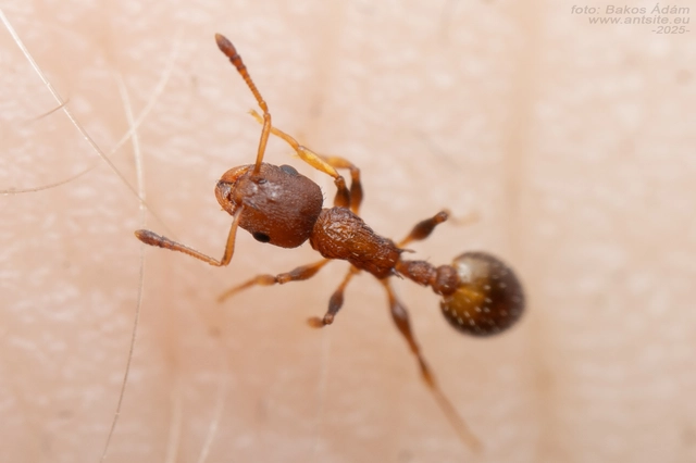 Temnothorax affinis - erdei kéreghangya