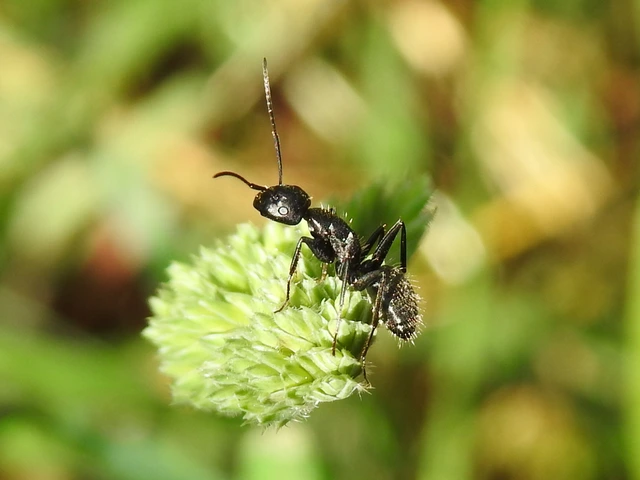 Camponotus vagus - fekete lóhangya