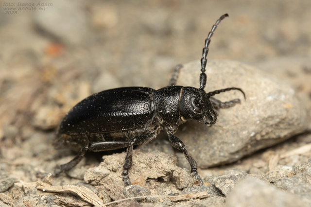 Dorcadion aethiops - fekete gyalogcincér