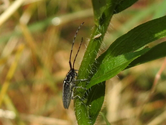 Agapanthia cardui - sávos bogáncscincér