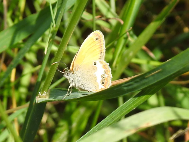 Coenonympha arcania - fehéröves szénalepke