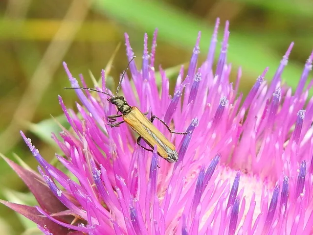 Oedemera femorata - sárgahátú álcincér