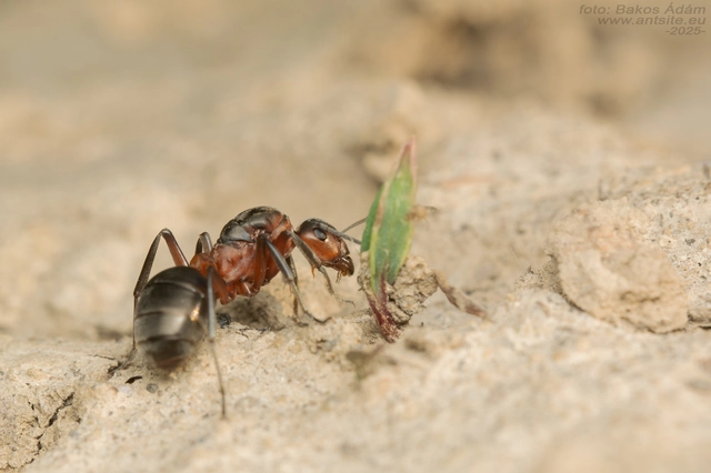 Formica pratensis - réti vöröshangya