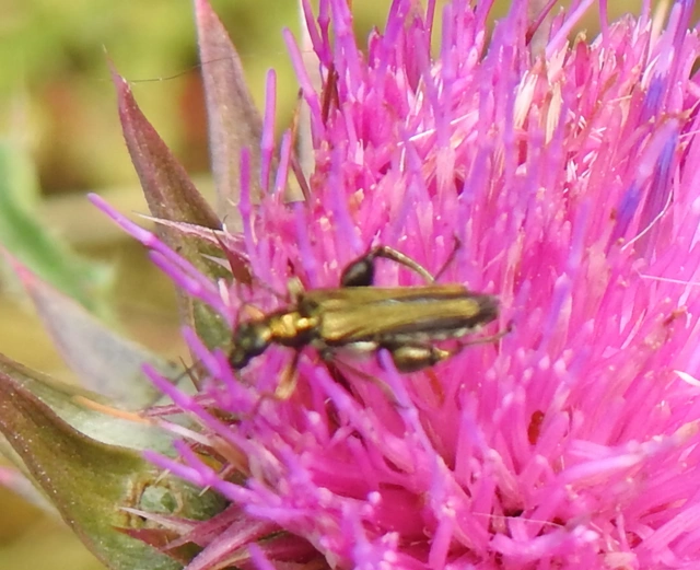 Oedemera