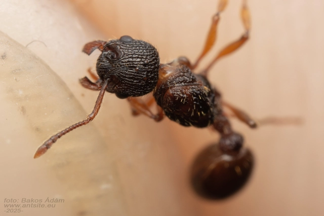 Myrmica schencki - kétszínű bütyköshangya