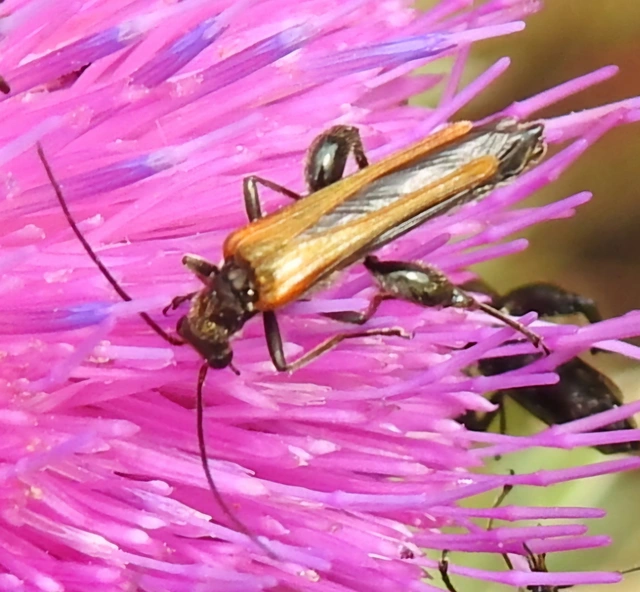 Oedemera femorata - sárgahátú álcincér