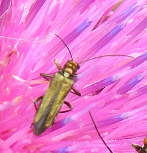 Oedemera