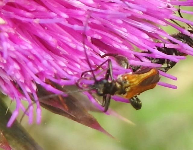 Oedemera femorata - sárgahátú álcincér