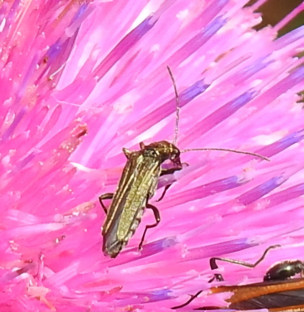 Oedemera
