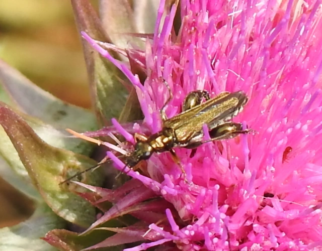 Oedemera flavipes - sárgalábú álcincér Oedemera flavipes - sárgalábú álcincér