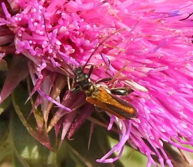 Oedemera femorata - sárgahátú álcincér