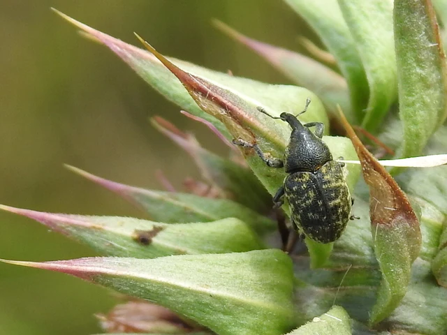 Larinus