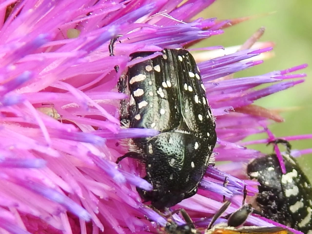 Oxythyrea funesta - sokpettyes virágbogár