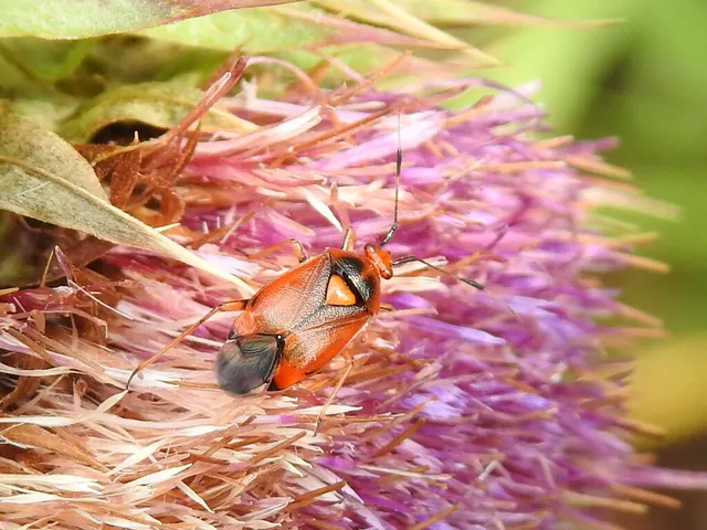 Deraeocoris ruber - vöröses mezeipoloska