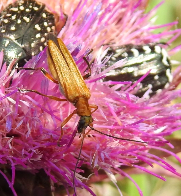 Oedemera podagrariae - székfű-álcincér