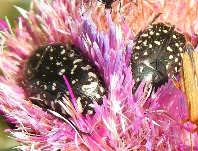 Oxythyrea funesta - sokpettyes virágbogár