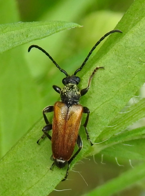 Pseudovadonia livida - barnás virágcincér