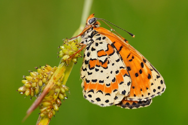 Melitaea didyma - tüzes tarkalepke