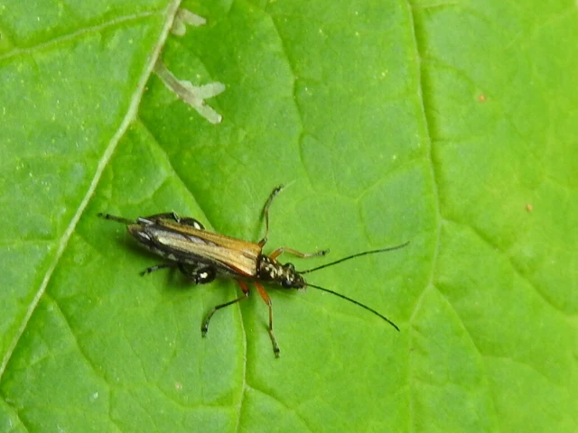 Oedemera podagrariae - székfű-álcincér