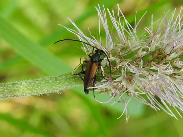 Stenurella melanura - feketevégű karcsúcincér