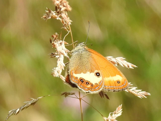 Coenonympha arcania - fehéröves szénalepke