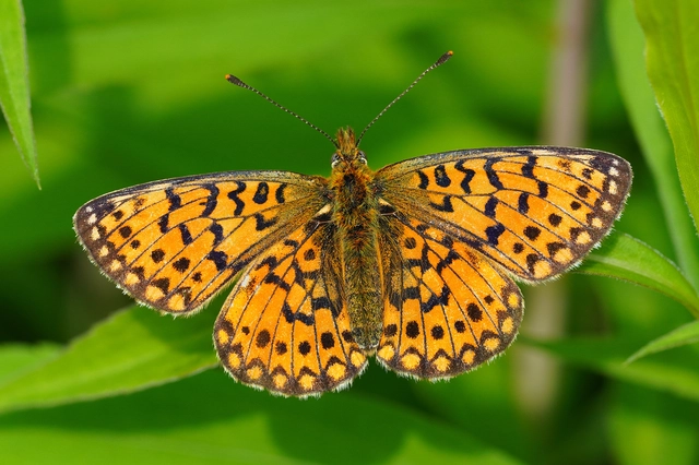 Boloria selene - fakó gyöngyházlepke
