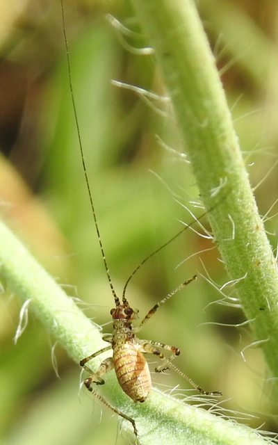 Phaneroptera