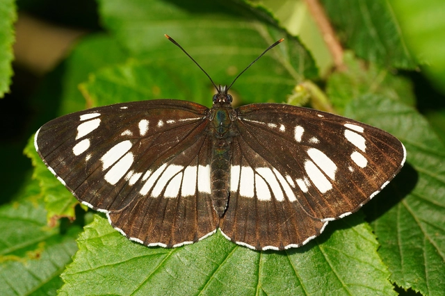 Neptis rivularis - nagy fehérsávoslepke
