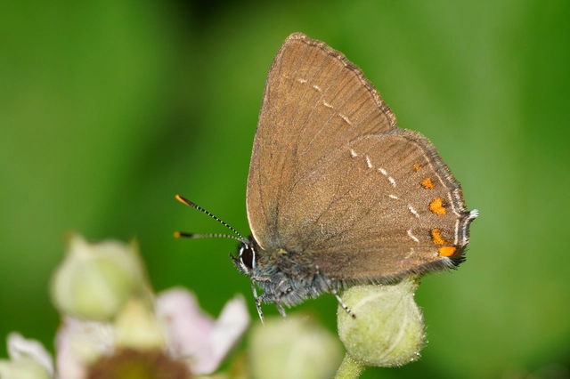 Satyrium ilicis - tölgyfa-csücsköslepke
