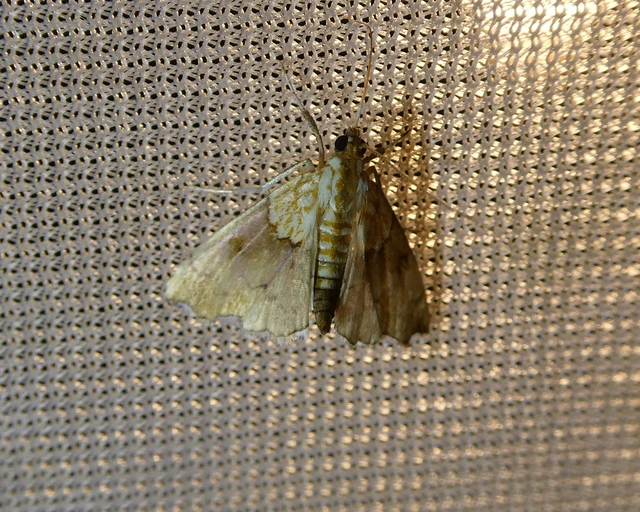 Agrotera nemoralis - ligeti tűzmoly