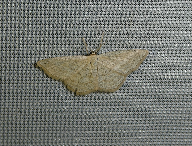 Scopula virgulata - vesszős sávosaraszoló