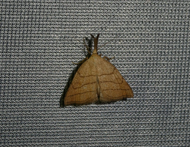 Polypogon tentacularia - sötétaljú karcsúbagoly