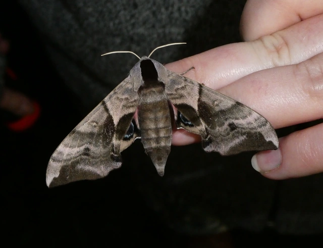 Smerinthus ocellatus - esti pávaszem