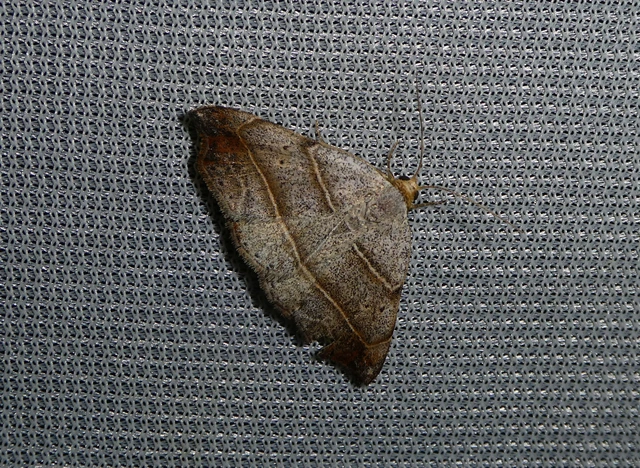 Laspeyria flexula - zuzmóbagoly