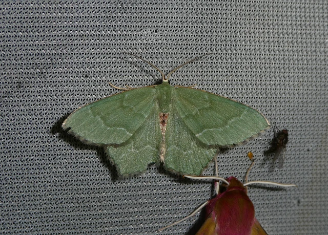 Hemithea aestivaria - nyír-zöldaraszoló