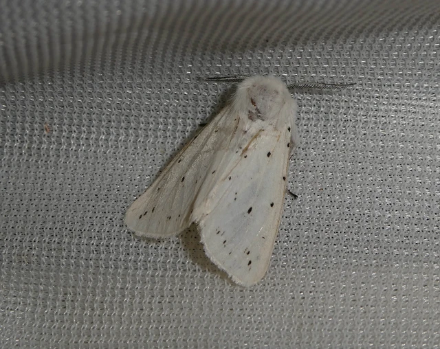 Spilosoma lubricipedum - tejszínű medvelepke