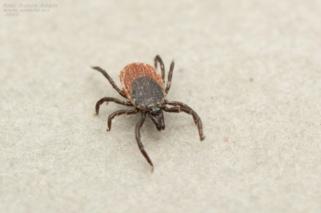 Ixodes ricinus - közönséges kullancs
