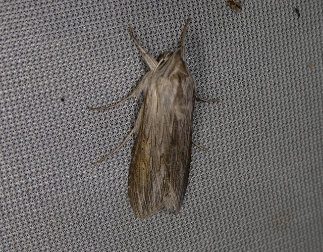 Cucullia umbratica - közönséges csuklyásbagoly