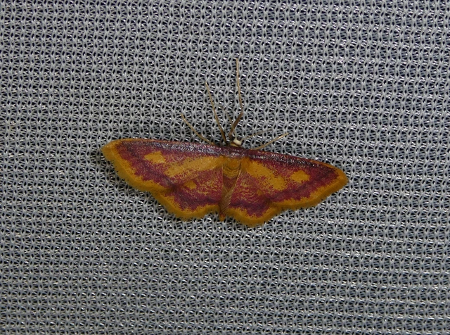Idaea muricata - mocsári pirosaraszoló