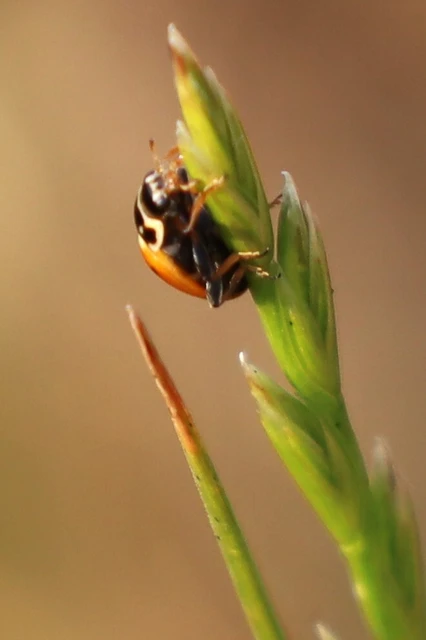 Hippodamia variegata - tizenhárompettyes katica