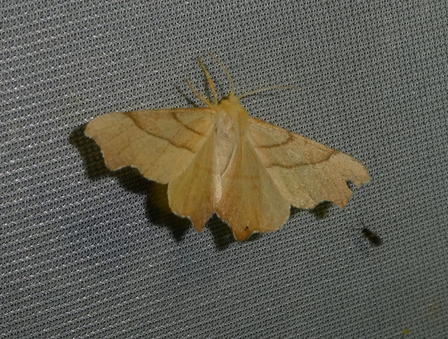 Ennomos erosaria - hársfa-levélaraszoló