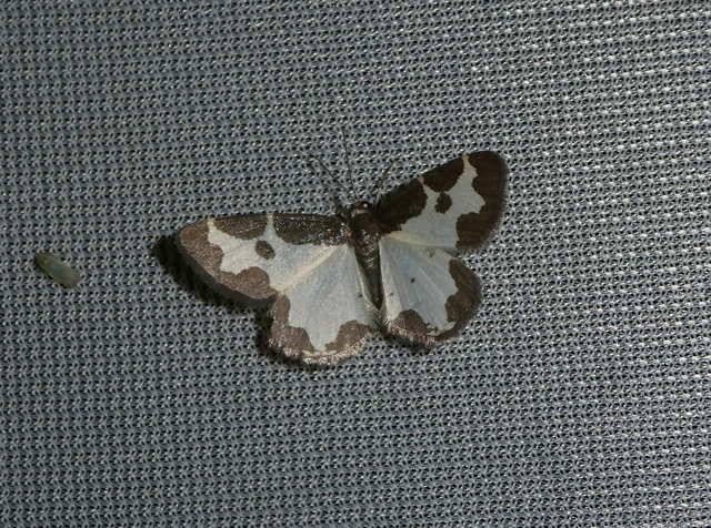 Lomaspilis marginata - szegélyes nyárfaaraszoló Lomaspilis marginata - szegélyes nyárfaaraszoló