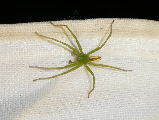 Micrommata virescens - hunyópók