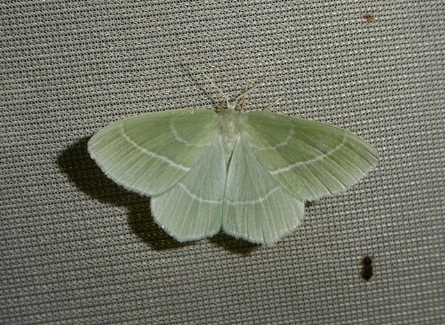 Hemistola chrysoprasaria - kékes zöldaraszoló
